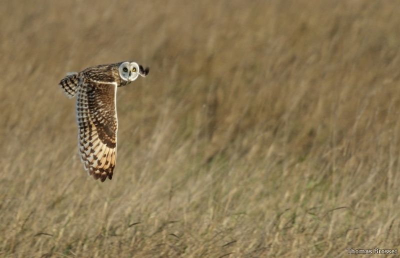 Photo Oiseaux