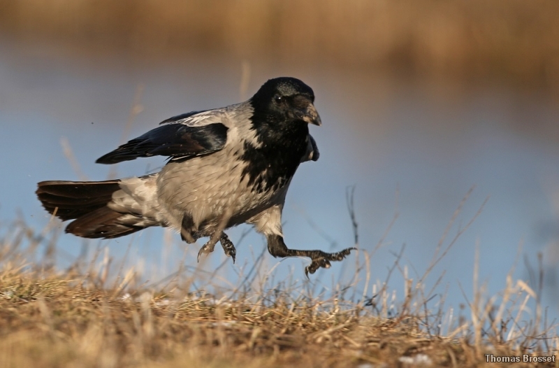 Photo Oiseaux