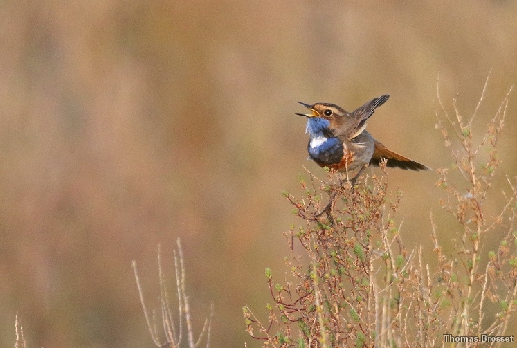 Photo Oiseaux