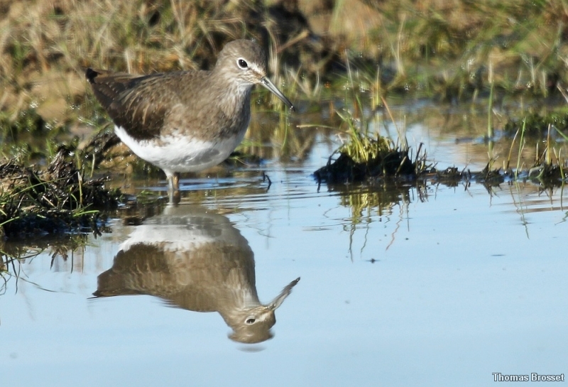 Photo Oiseaux