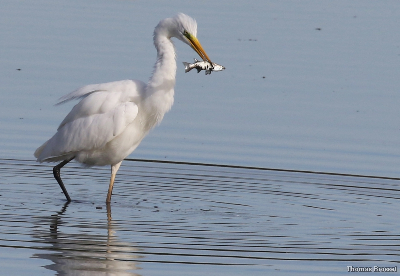 Photo Oiseaux