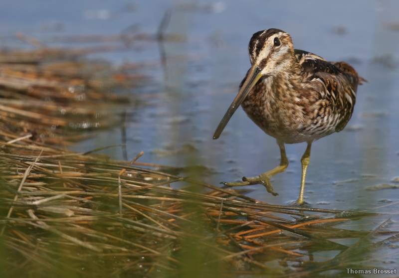 Photo Oiseaux