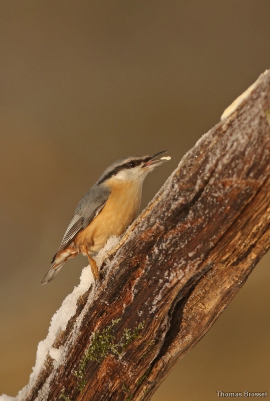 Photo Oiseaux