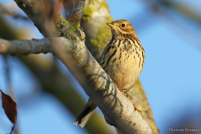 Photo Oiseaux