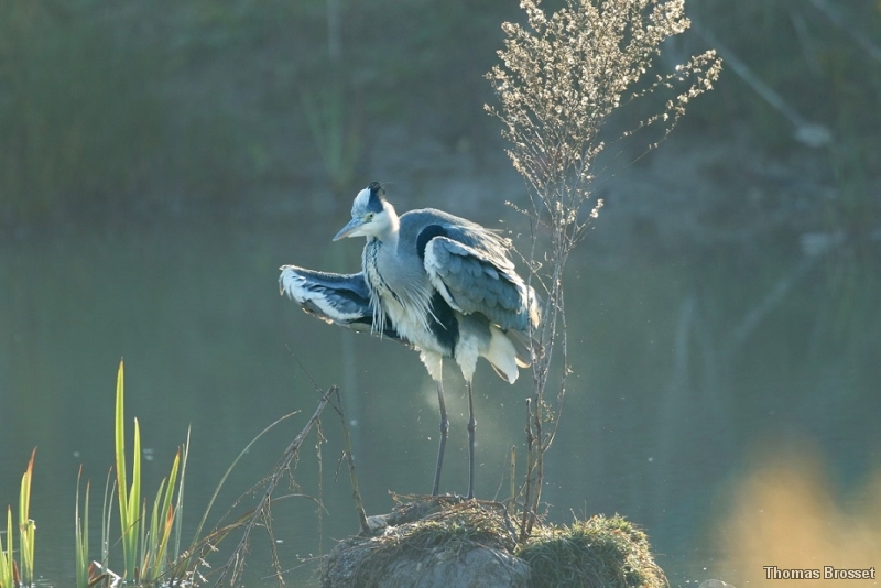 Photo Oiseaux