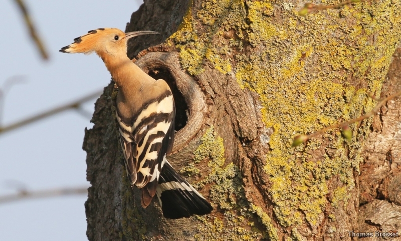 Photo Oiseaux