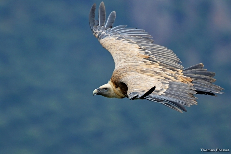 Photo Oiseaux