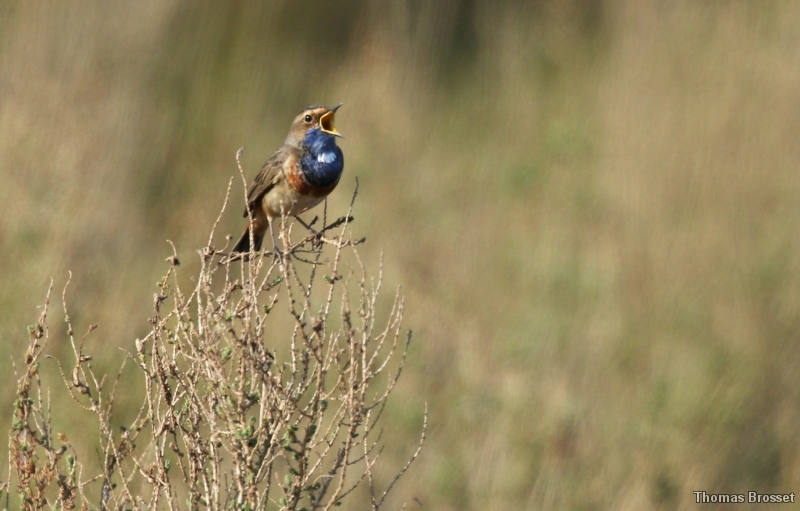 Photo Oiseaux