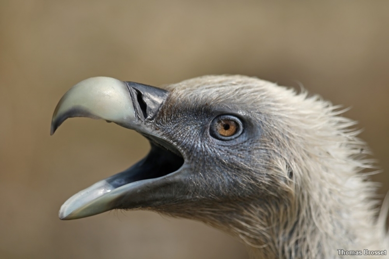 Photo Oiseaux