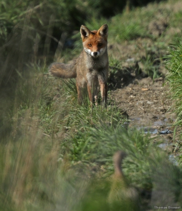 Photo Mammifères
