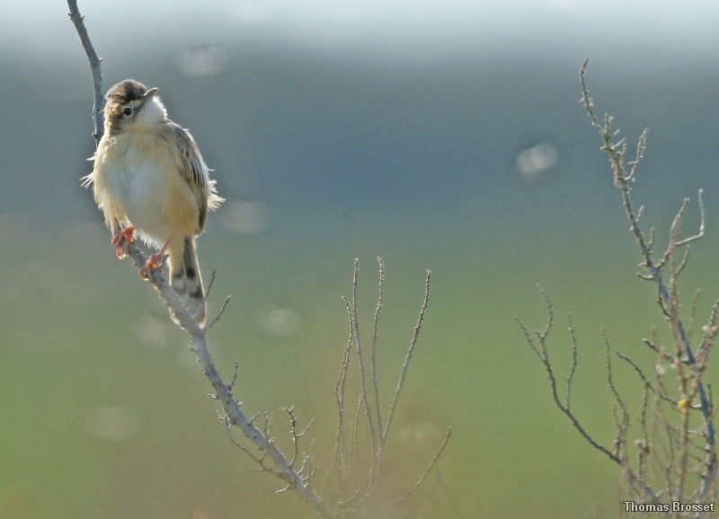 Photo Oiseaux