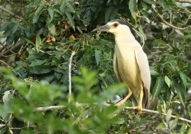 Photo Oiseaux