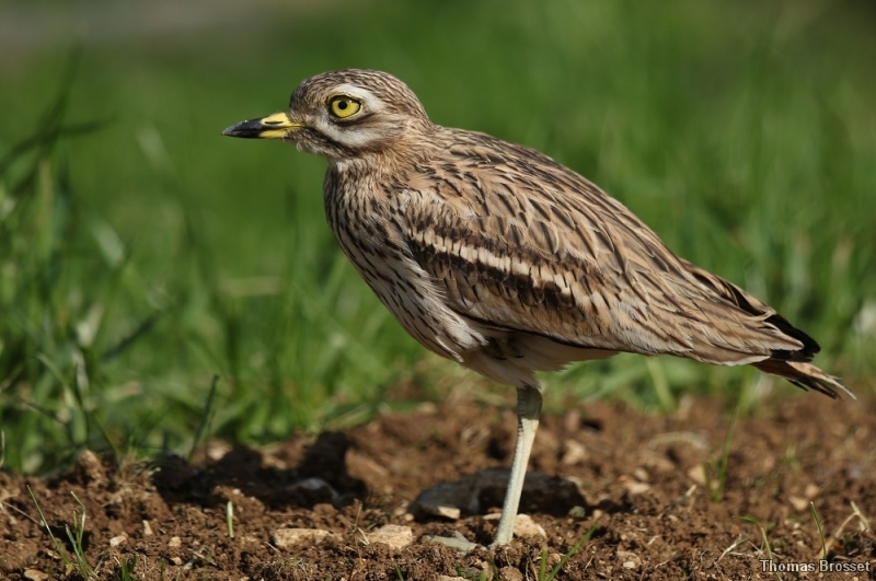Photo Oiseaux