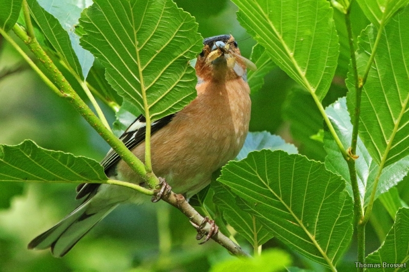 Photo Oiseaux