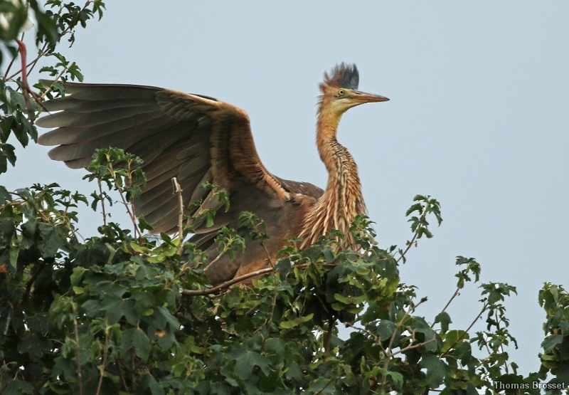 Photo Oiseaux