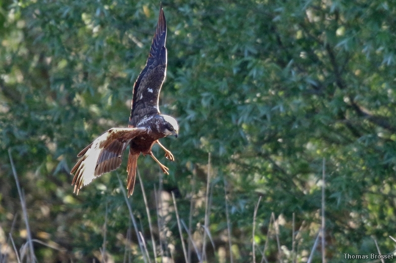 Photo Oiseaux