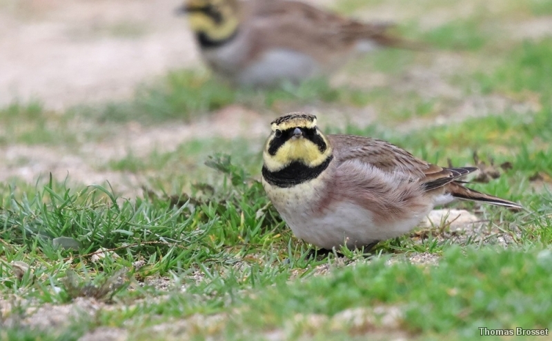 Photo Oiseaux