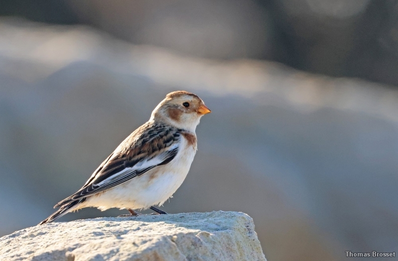 Photo Oiseaux