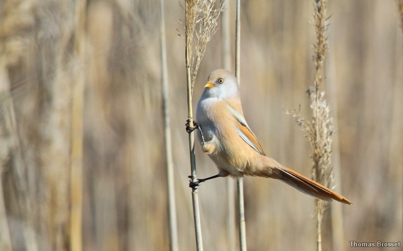 Photo Oiseaux