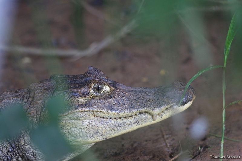 Photo Reptiles