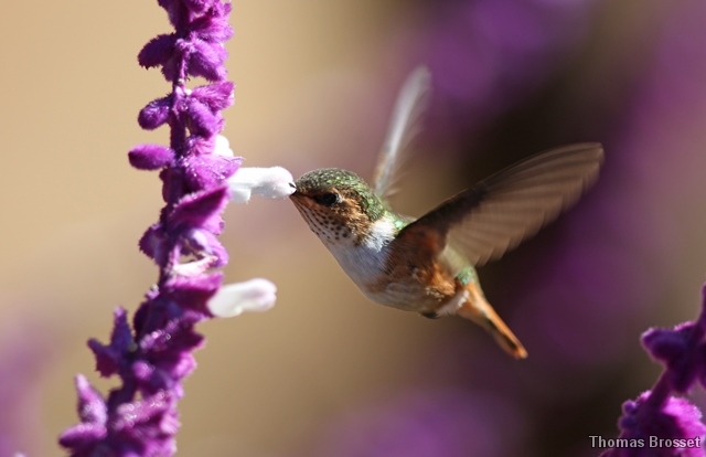 Photo Oiseaux