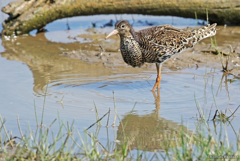 Photo Oiseaux