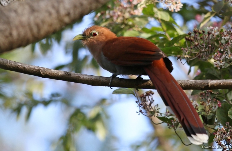 Photo Oiseaux