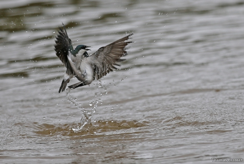 Photo Oiseaux