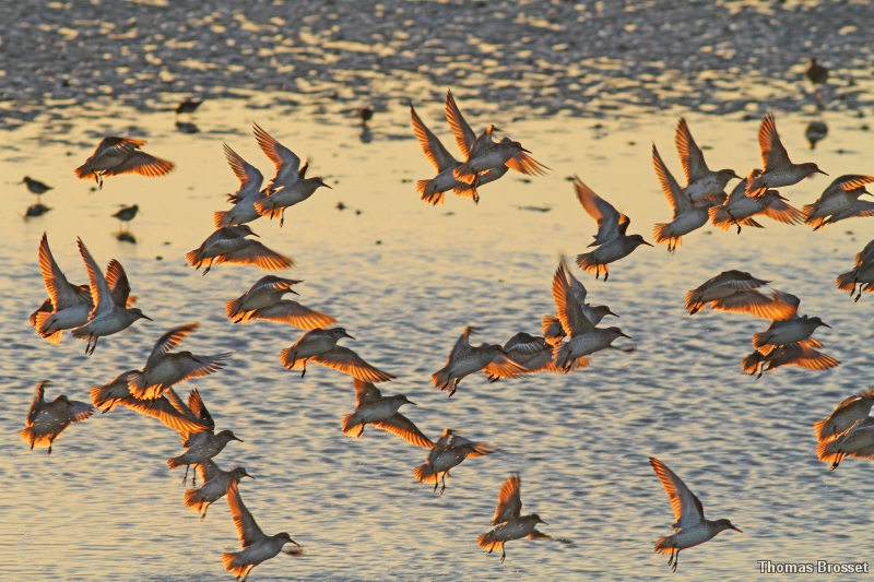 Photo Oiseaux