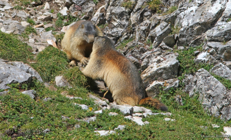 Photo Mammifères