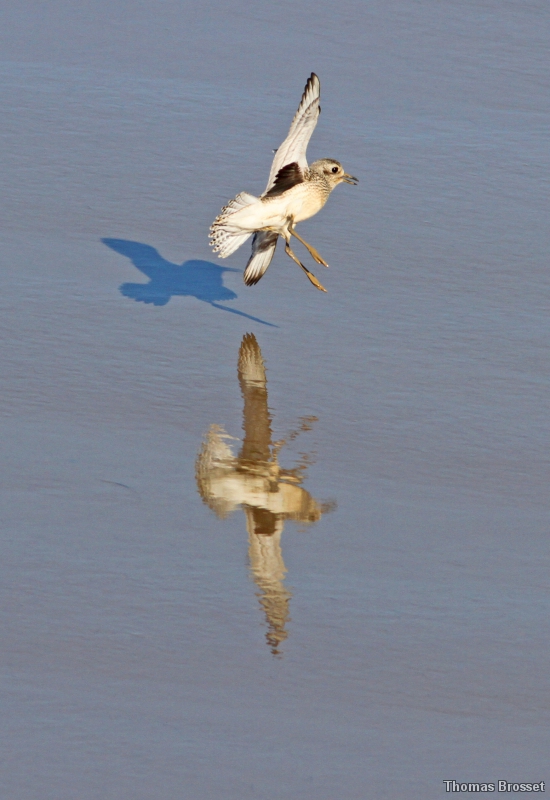Photo Oiseaux