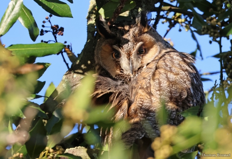 Photo Oiseaux