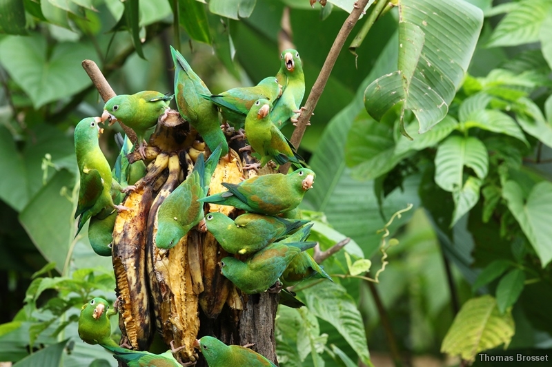 Photo Oiseaux