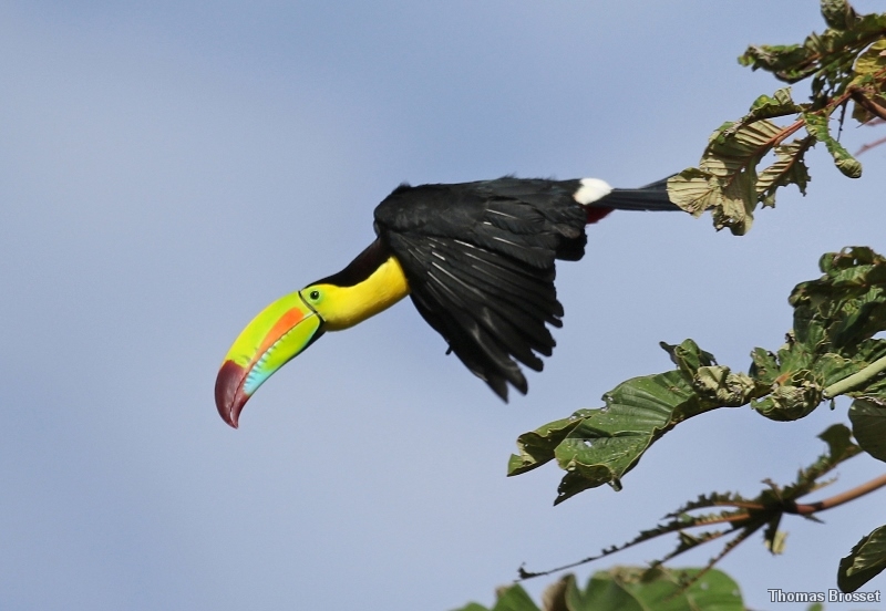 Photo Oiseaux