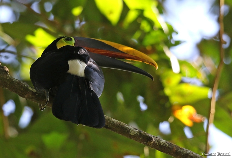 Photo Oiseaux