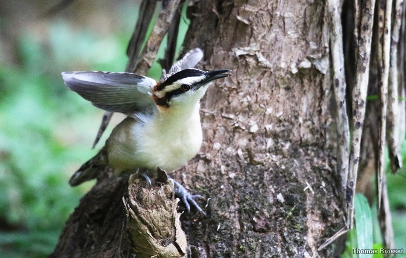Photo Oiseaux