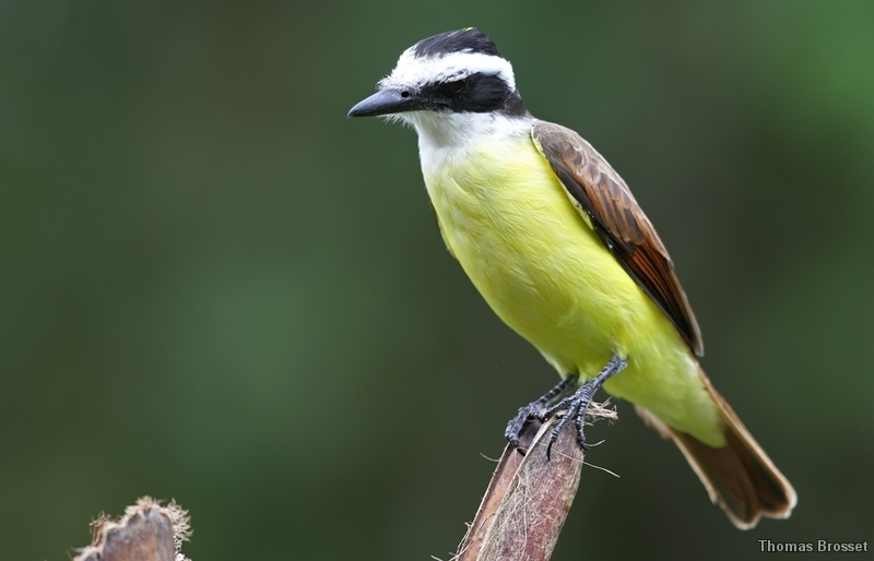 Photo Oiseaux