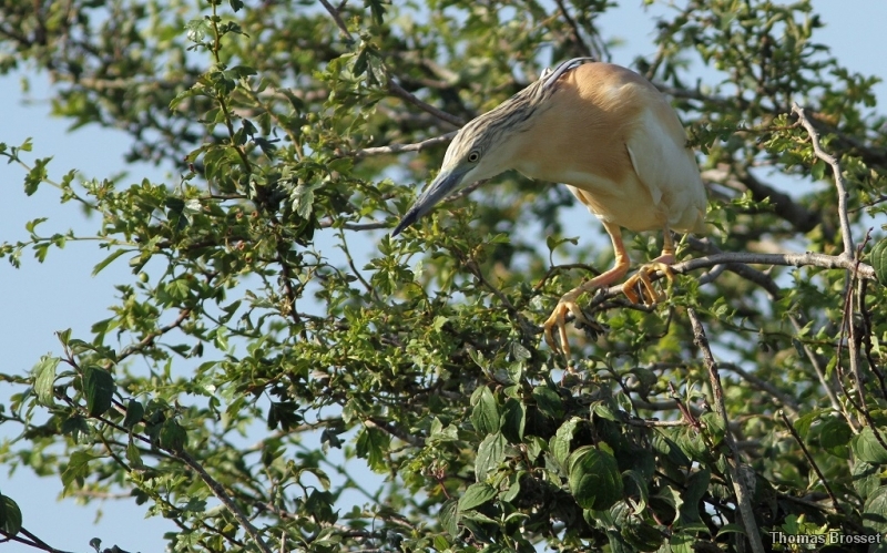 Photo Oiseaux
