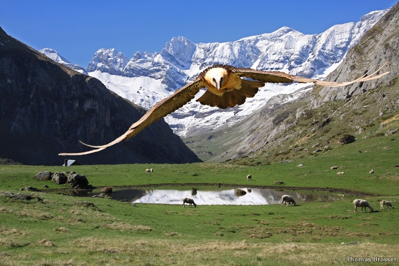 Photo Oiseaux