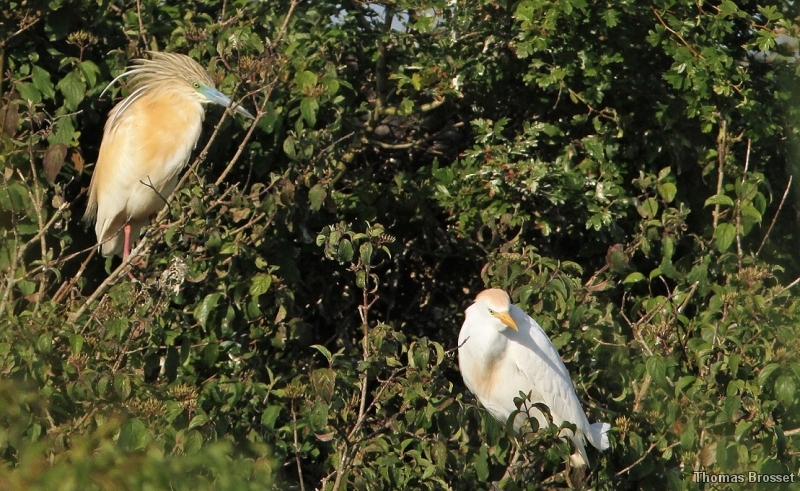 Photo Oiseaux