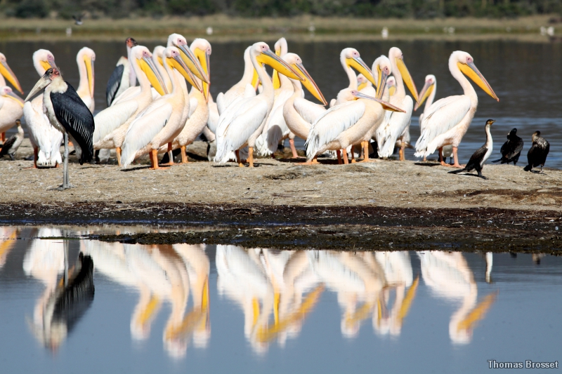 Photo Oiseaux
