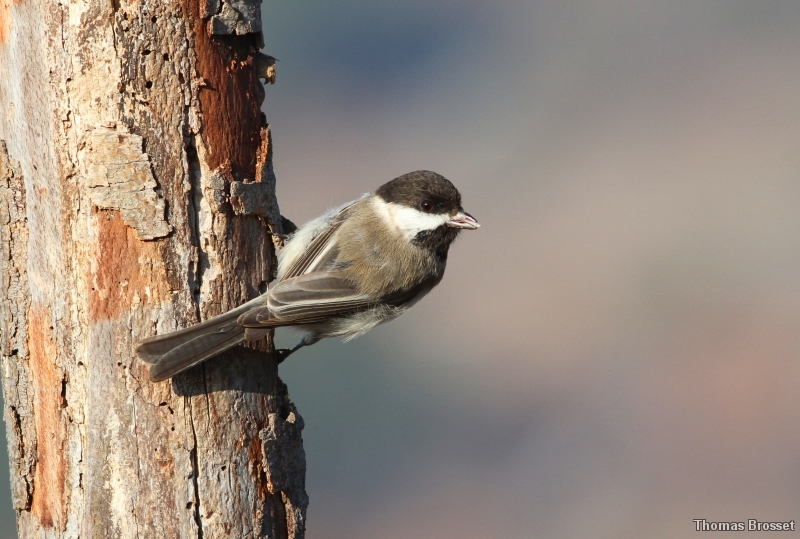 Photo Oiseaux