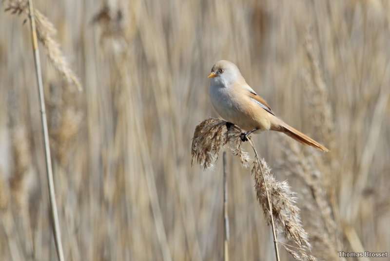 Photo Oiseaux