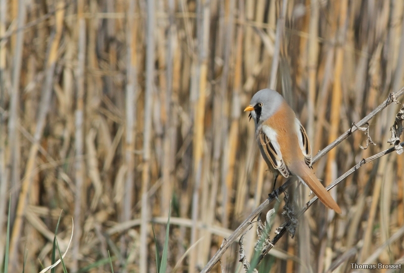 Photo Oiseaux