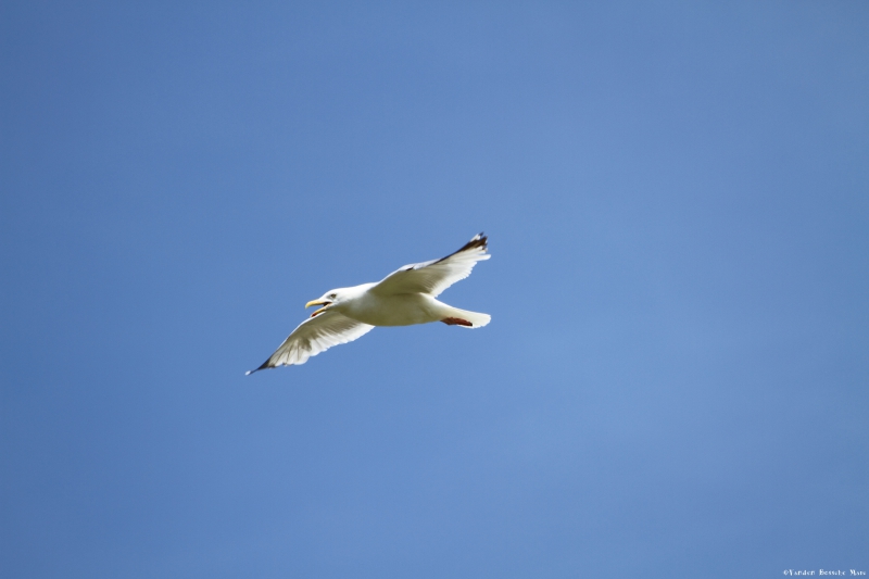 _MG_1085.JPG