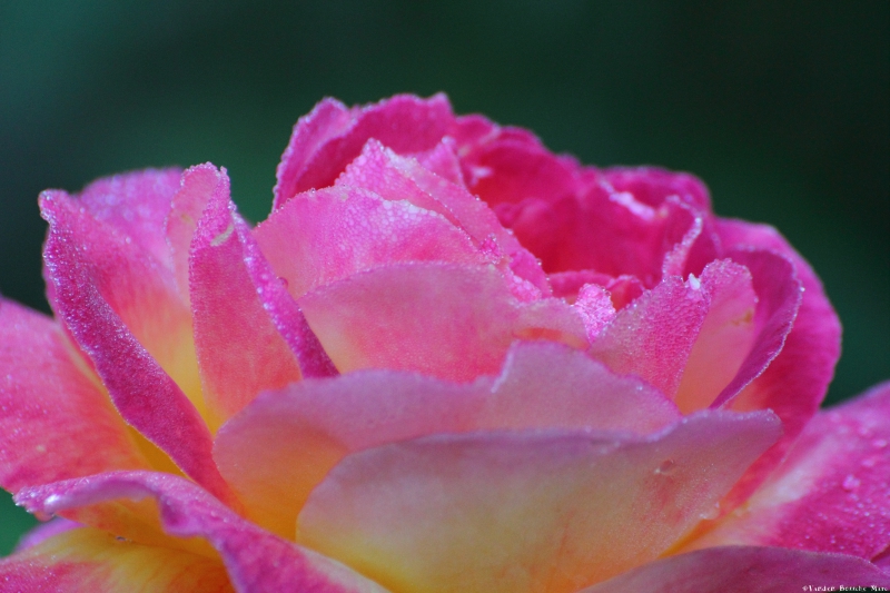 _MG_3424.JPG