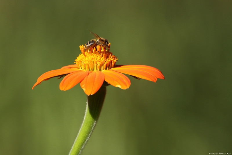 _MG_3765.JPG