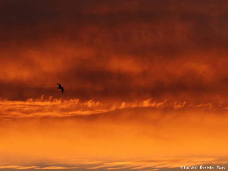 _MG_5252.JPG