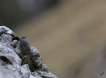 Oiseaux