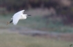 Oiseaux